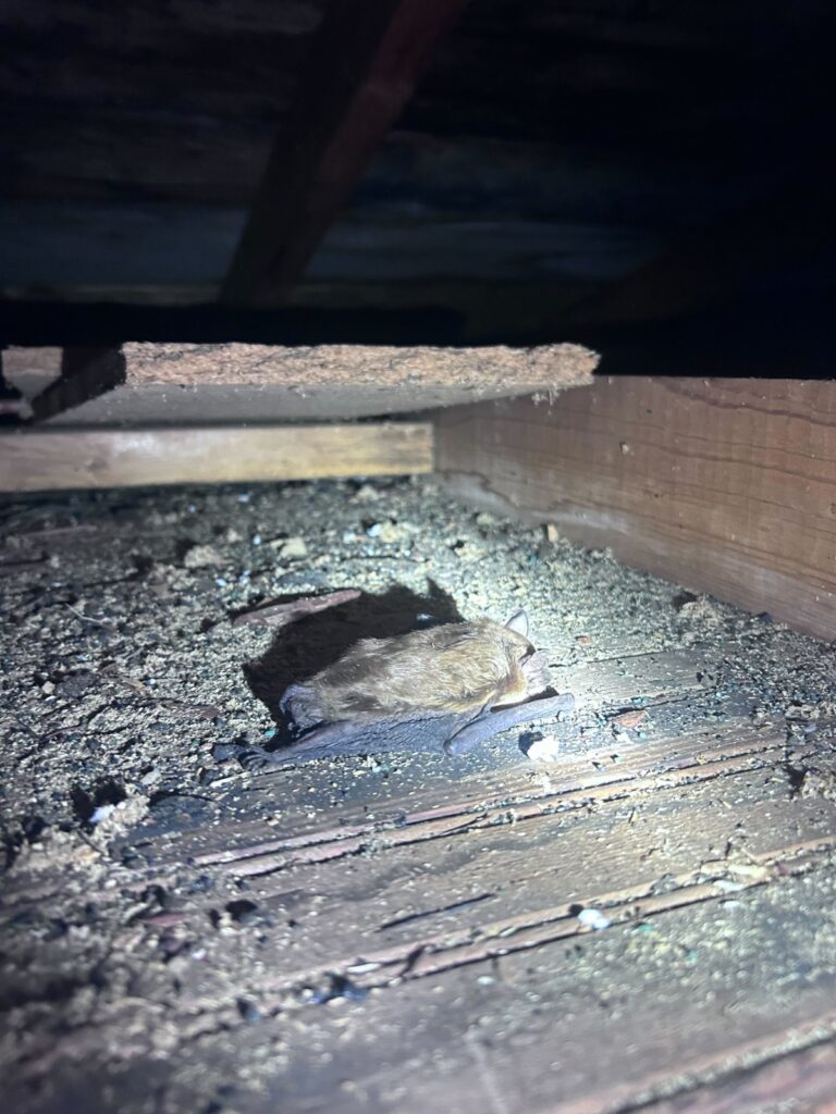 Bat Control Durham