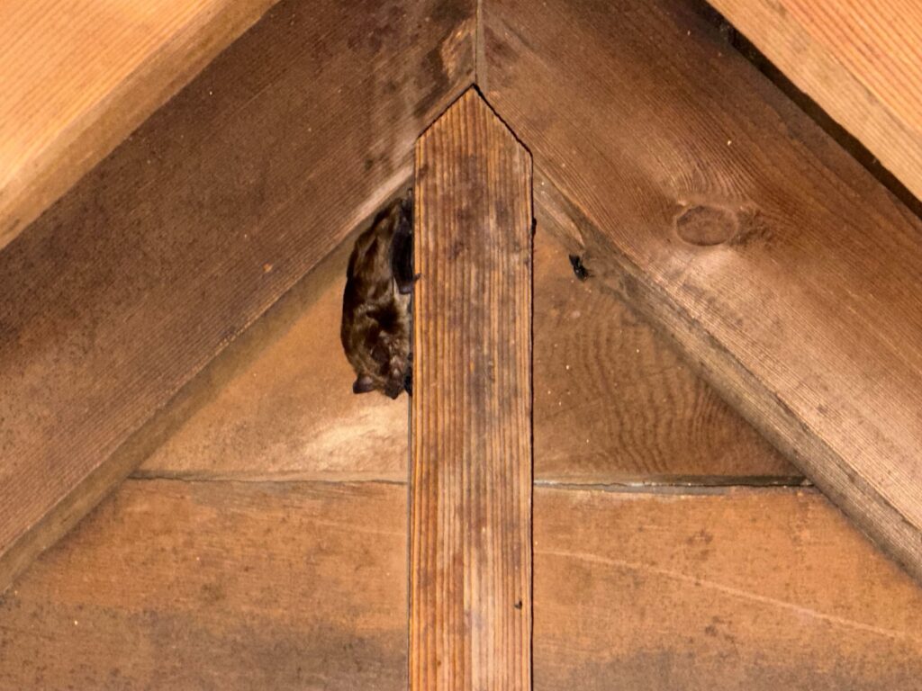 Bat Control Durham