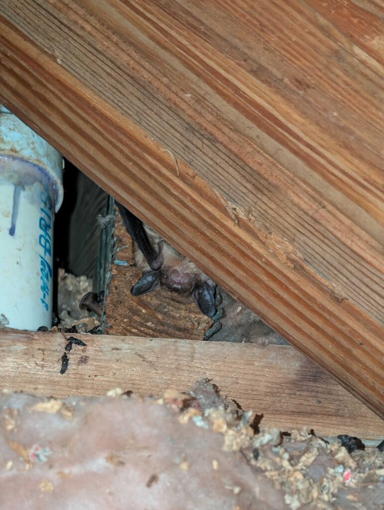 Bat Control Durham