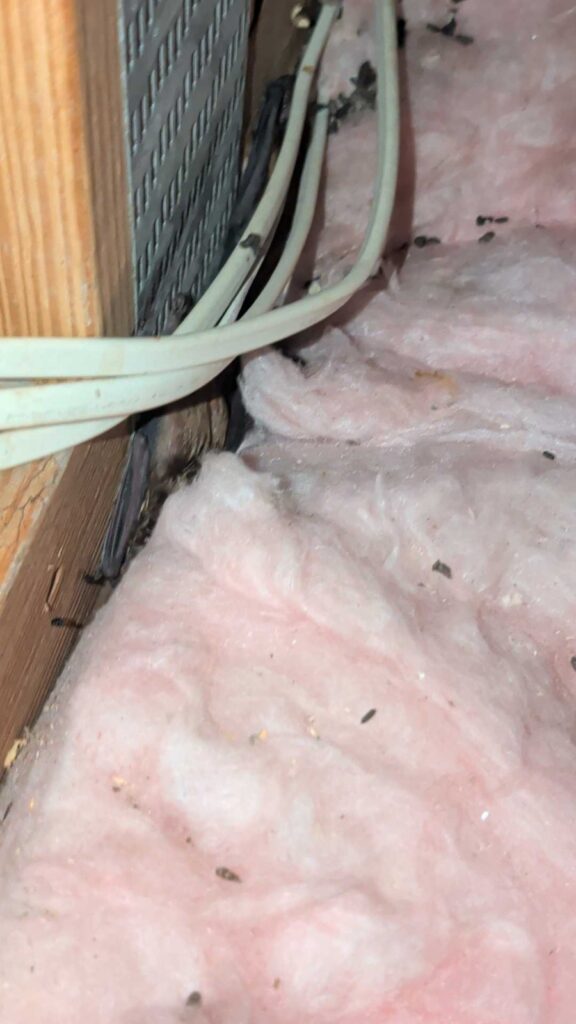Bat Control Durham