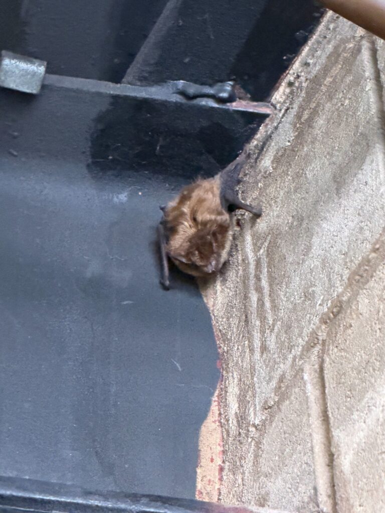 Bat Control Durham
