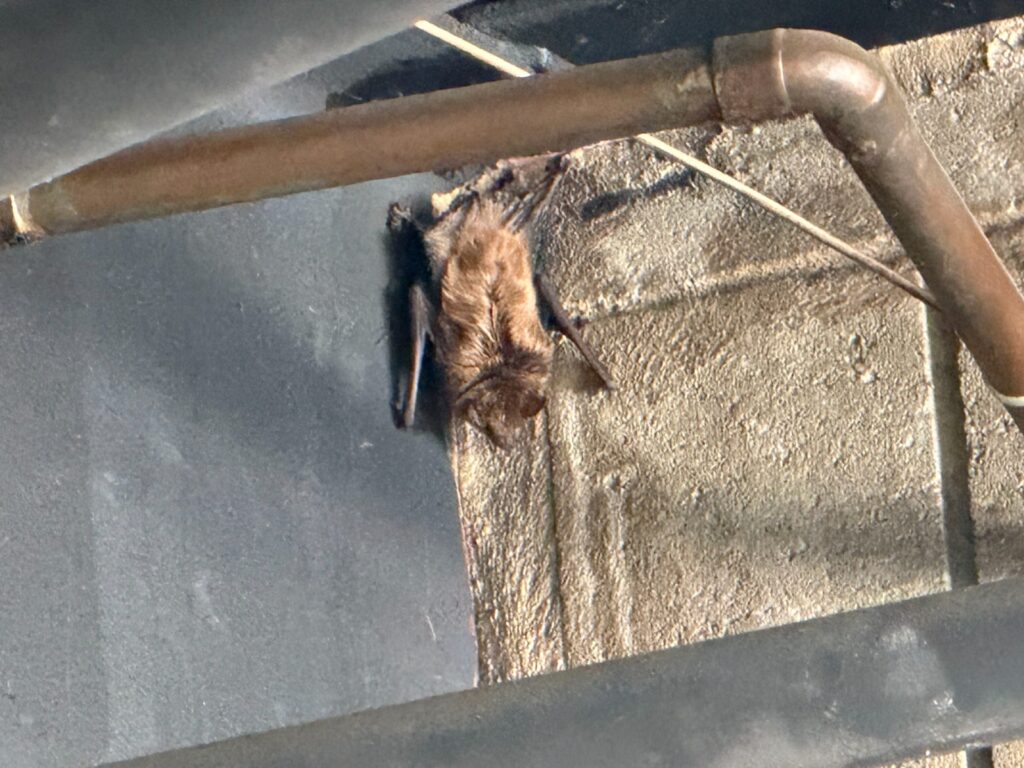 Bat Control Durham