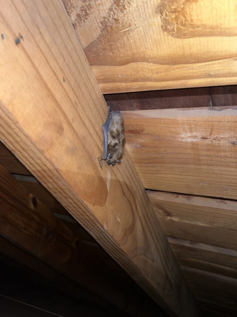 Bat Control Durham